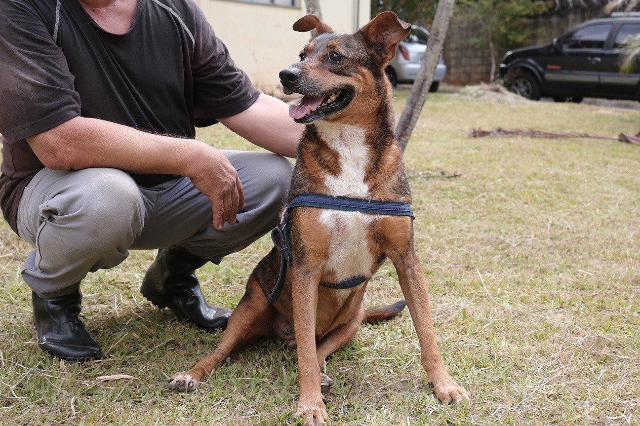 Justiça manda prefeitura criar abrigo público para animais em Campo Grande