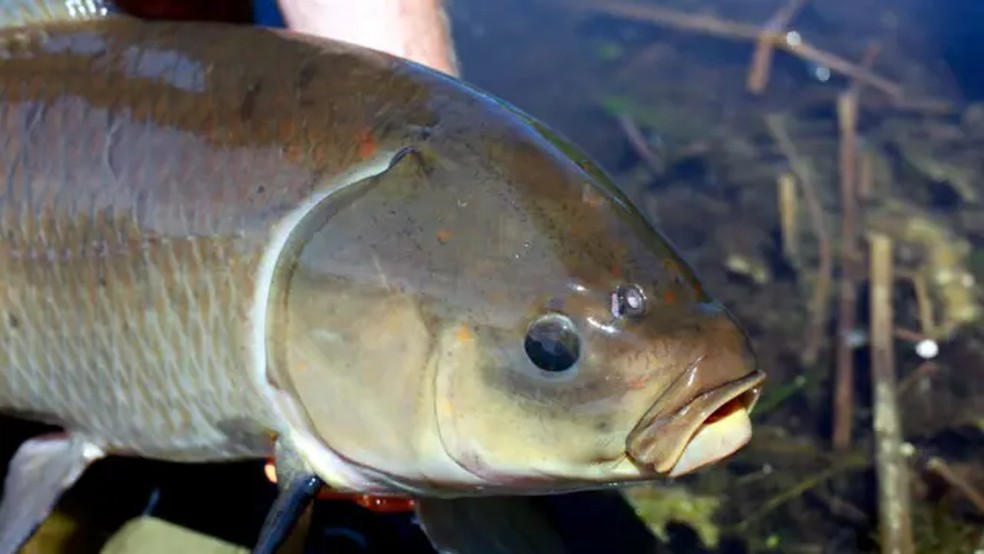 Pesquisas recentes indicam que o peixe-búfalo-boca-grande vive por mais de um século e parece ficar mais saudável com o passar dos anos — Foto: Alec Lackmann
