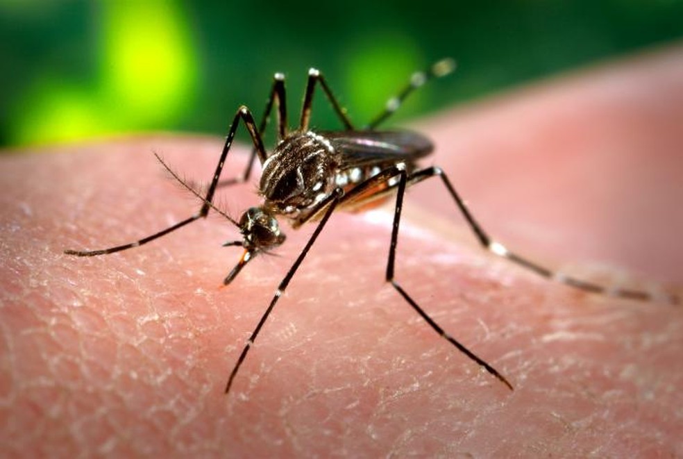 Aedes aegypti é o vetor de transmissão da dengue, sa zika e da febre chuikungunya — Foto: MS/Divulgação
