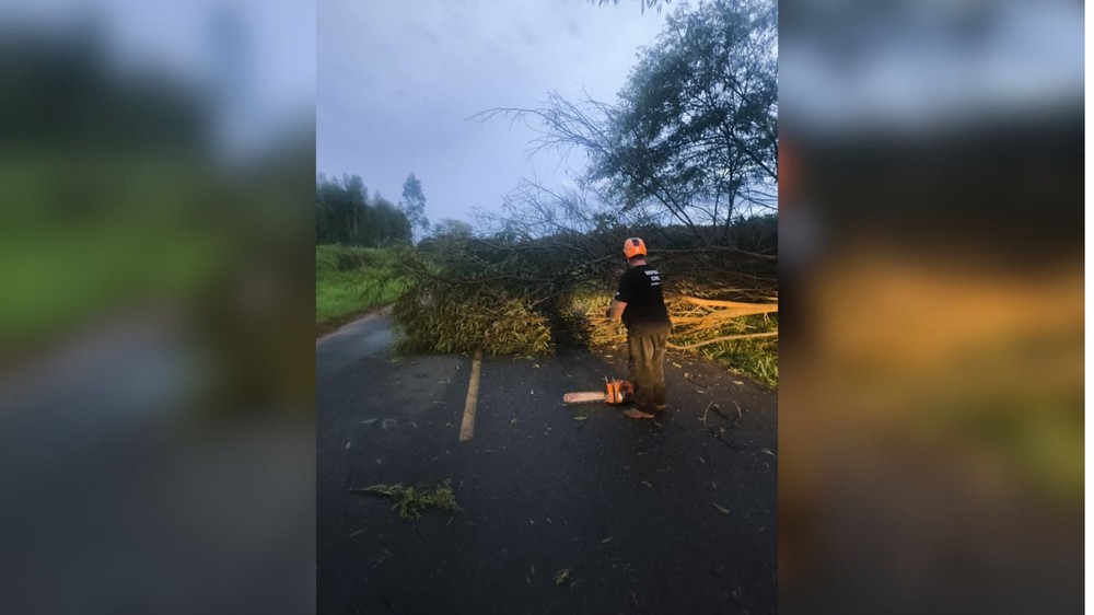 Fortes chuvas derrubam árvores e alagam casas no interior de SP