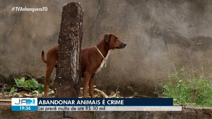 Abondonar animais é crime