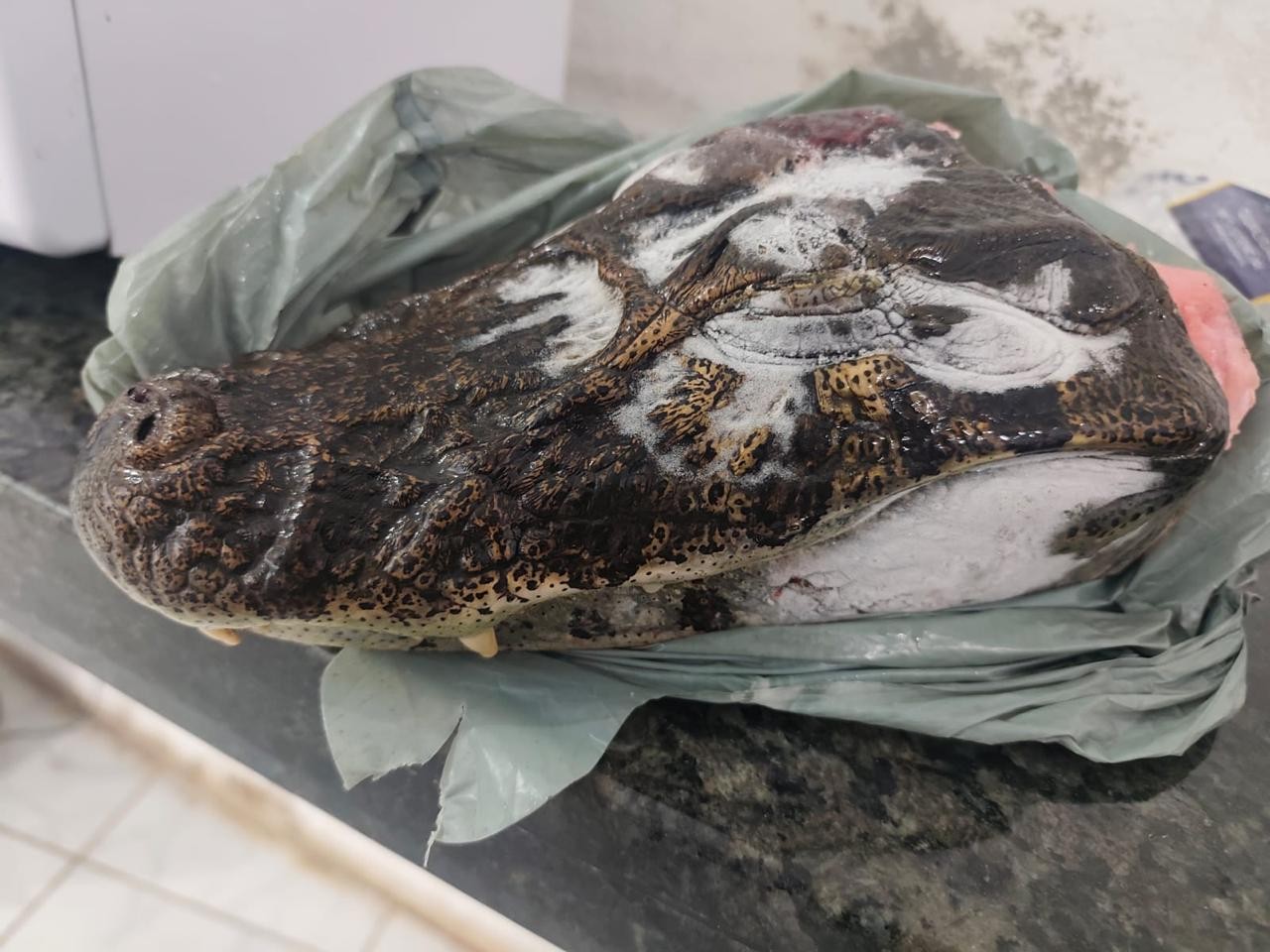 Cabeça de jacaré é encontrada durante prisão de mulher por maus-tratos em MG