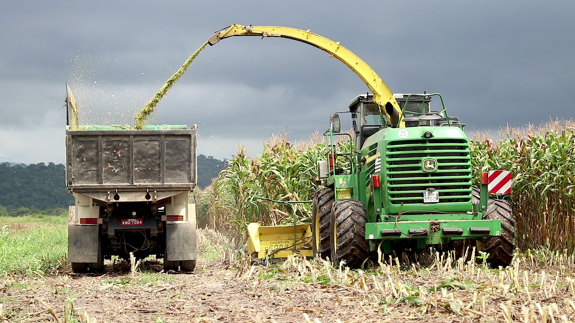 Macaé lidera a produção de milho no Estado do Rio e impulsiona economia rural
