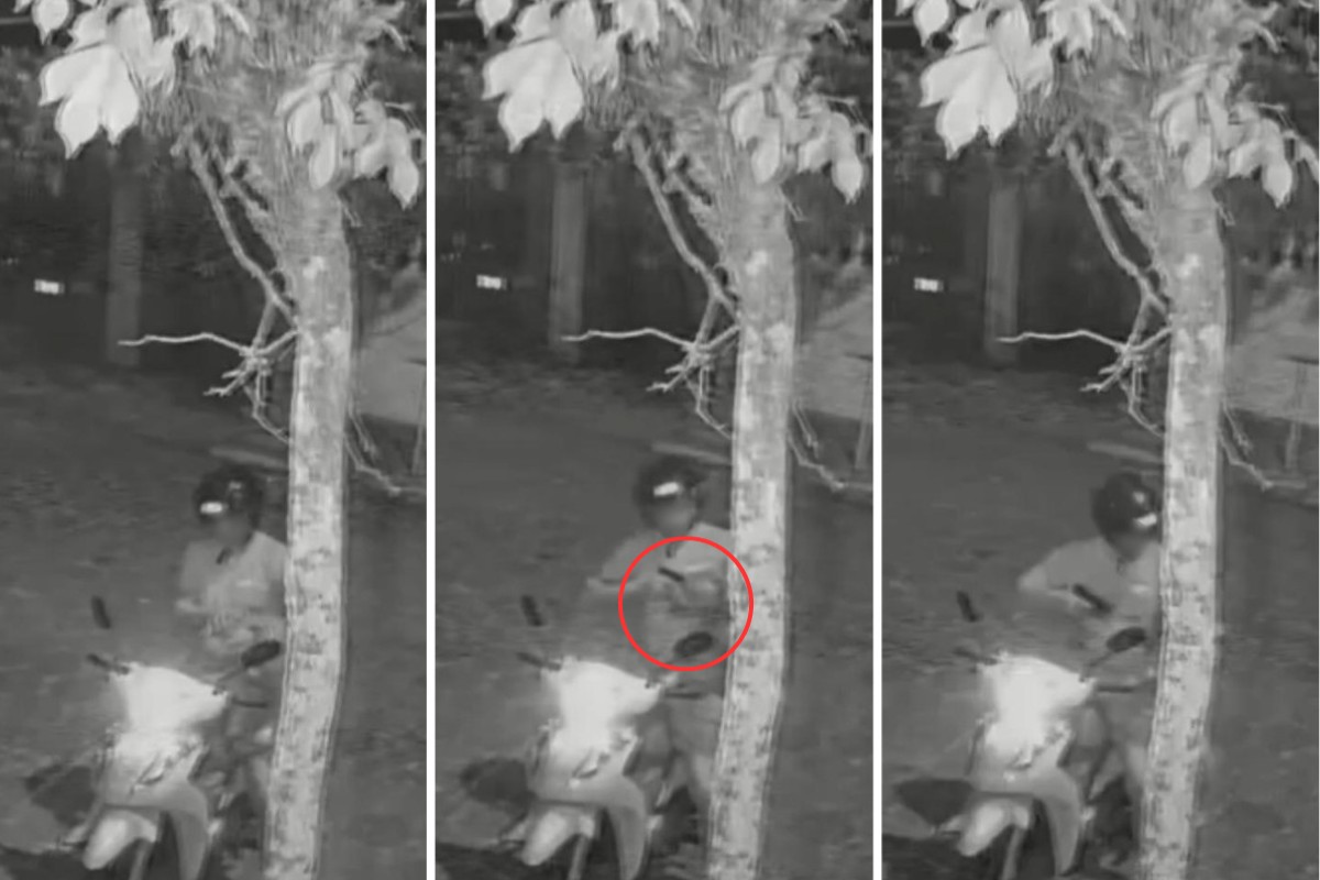 Justiça condena ex-guarda municipal por matar a própria cadela a tiro; crime foi filmado