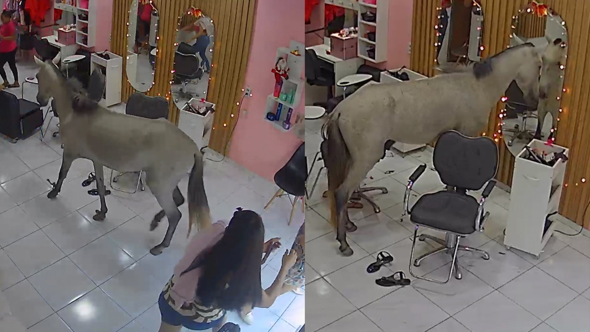 VÍDEO: cavalo invade salão de beleza e se 'admira' no espelho em Teresina