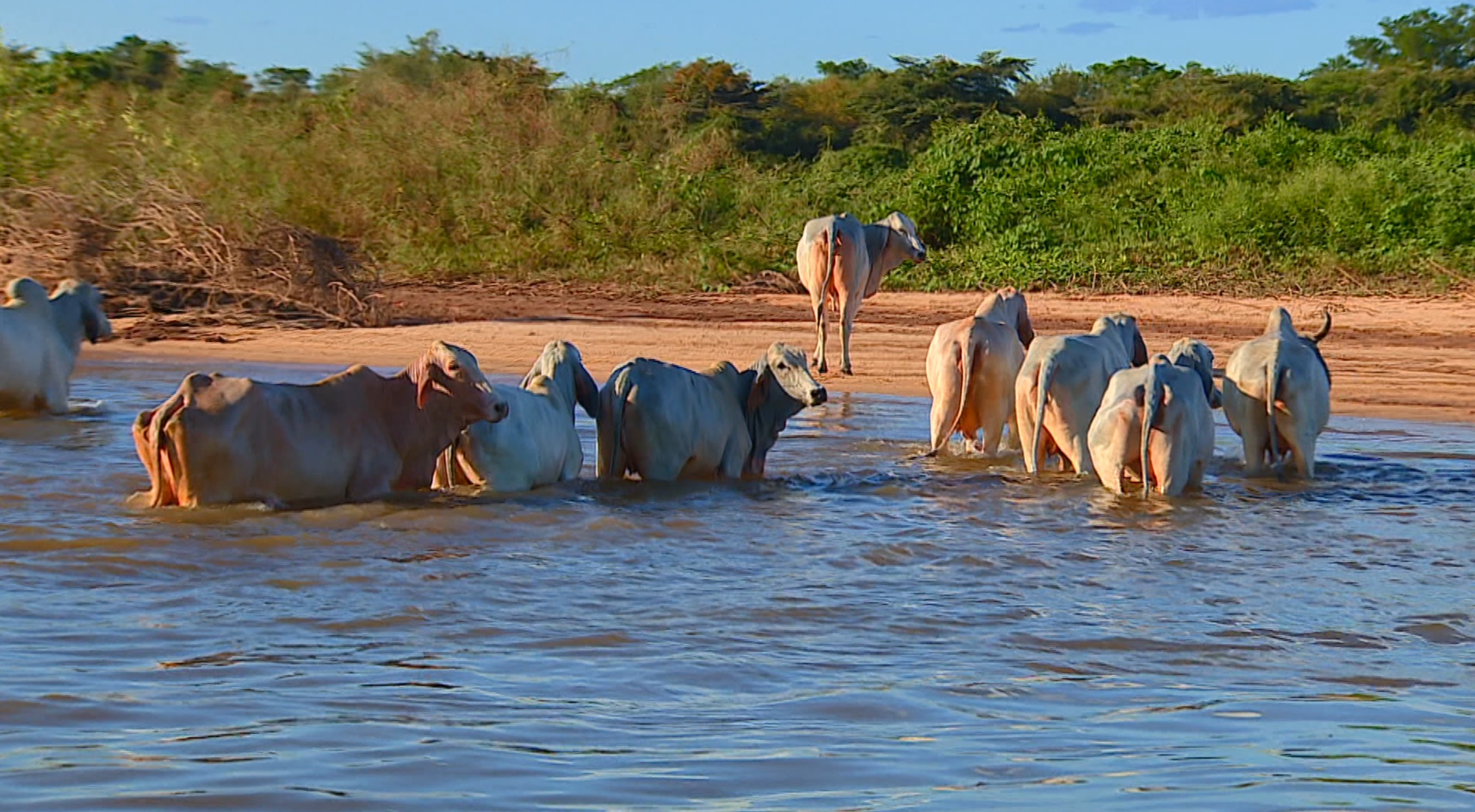 Gigantes dos rios e histórias de vida: veja a série do Terra da Gente no Araguaia