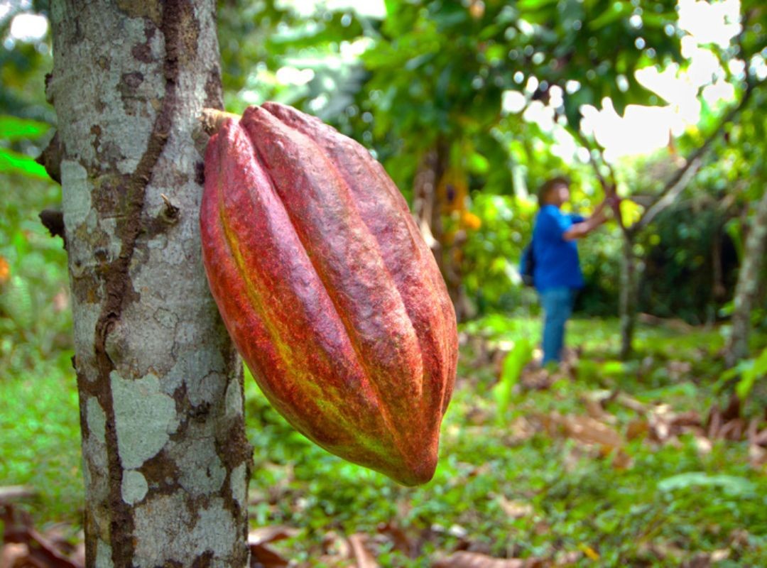 O que faz um fruticultor? Entenda profissão e como se formar na área em Rondônia