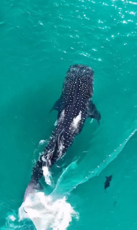Tubarão-baleia escapa de rede de pesca em Arraial do Cabo: 'Imagem mais linda da vida', diz fotógrafo
