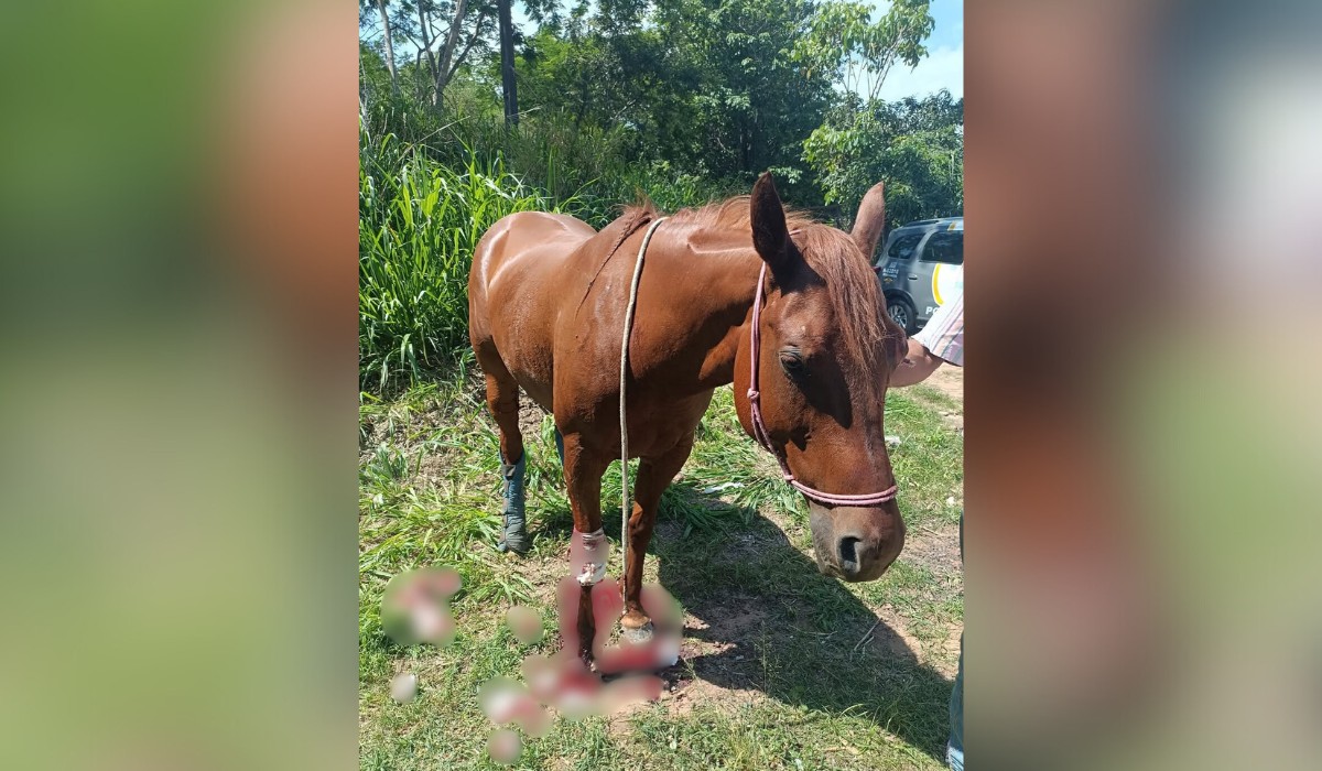Cavalo fica ferido em tombamento de carreta de transporte e é resgatado por bombeiros em Presidente Prudente