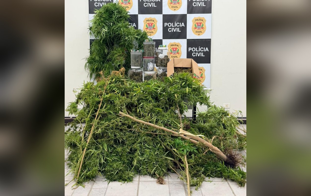 Homem é preso por cultivar maconha e suspeito de agredir a avó em Sorocaba