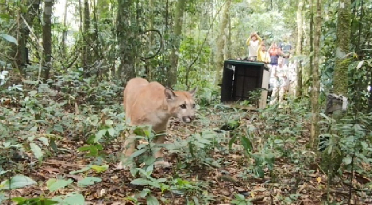 VÍDEO: onça-parda resgatada é devolvida à natureza em Resende