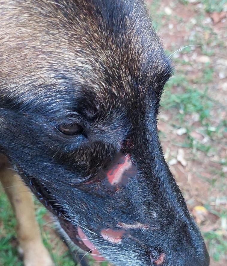 Piracicaba sanciona lei que obriga condomínios a informarem casos de maus-tratos a animais