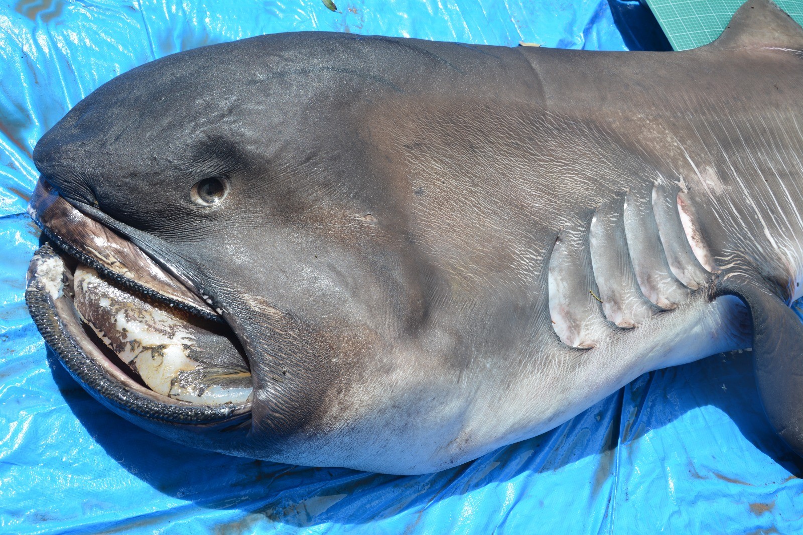 O tubarão foi recolhido e encaminhado ao Projeto Tamar, em Aracaju, onde foi analisado por especialistas e estudiosos das universidades federais de Sergipe e Alagoas — Foto: UFAL