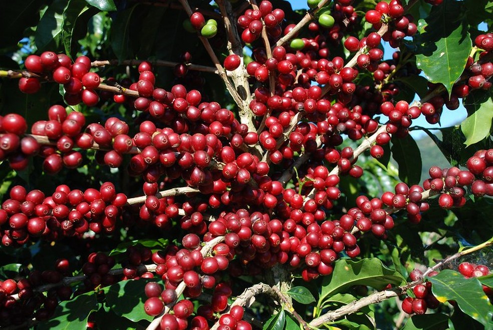 Segundo o pesquisador do IAC, Sérgio Parreiras, de 70% a 80% do que é plantado de café arábica no Brasil arábica vem das variedades Catuaí e Mundo Novo — Foto: Consórcio Pesquisa do Café