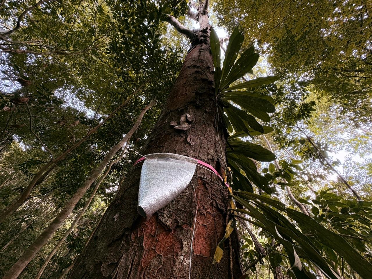 Pesquisa no Amapá mede volume de água liberado por árvores na atmosfera