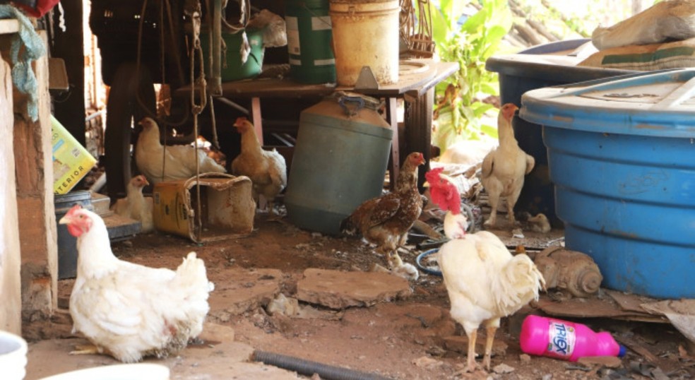Defesa Agropecuária identificou primeiro caso de Influenza Aviária de Alta Patogenicidade (IAAP) em Sorocaba (SP) — Foto: Divulgação