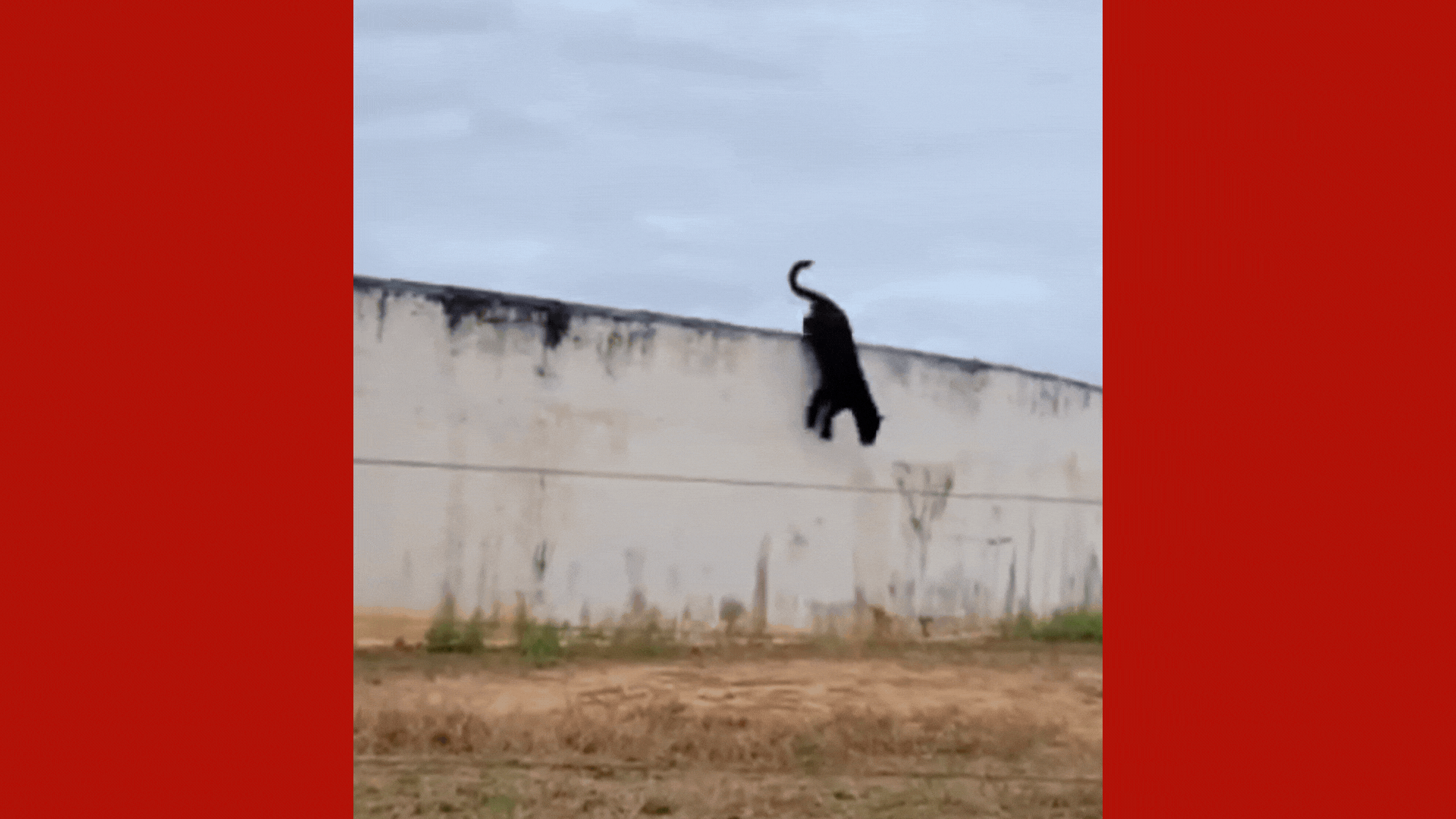 VÍDEO: onça-pintada com pelagem preta é vista em cima de caixa d'água em fazenda de MT
