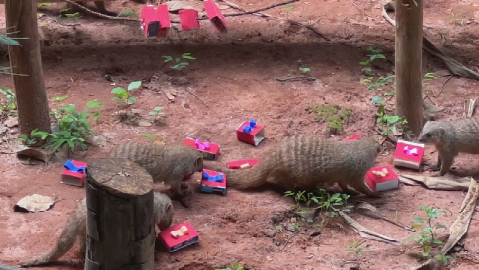 Zoobotânico enriquece ambiente para animais em Rio Preto (SP) — Foto: Reprodução/TV TEM