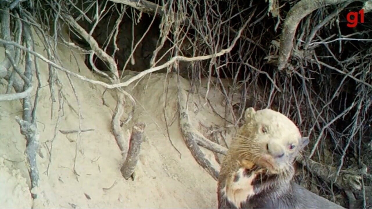 Ariranha Leva 'Chuva de Terra' no Rosto no Pantanal e Vídeo Hilário Bomba na Web!