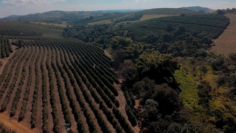 Fazendas Caxambu & Aracaçu: uma árvore a cada sete pés de café. - Crédito: Gustavo Coetti