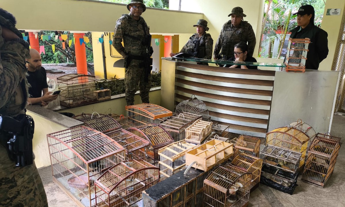 PM prende sete homens e resgata 150 aves silvestres em feira livre na Bahia