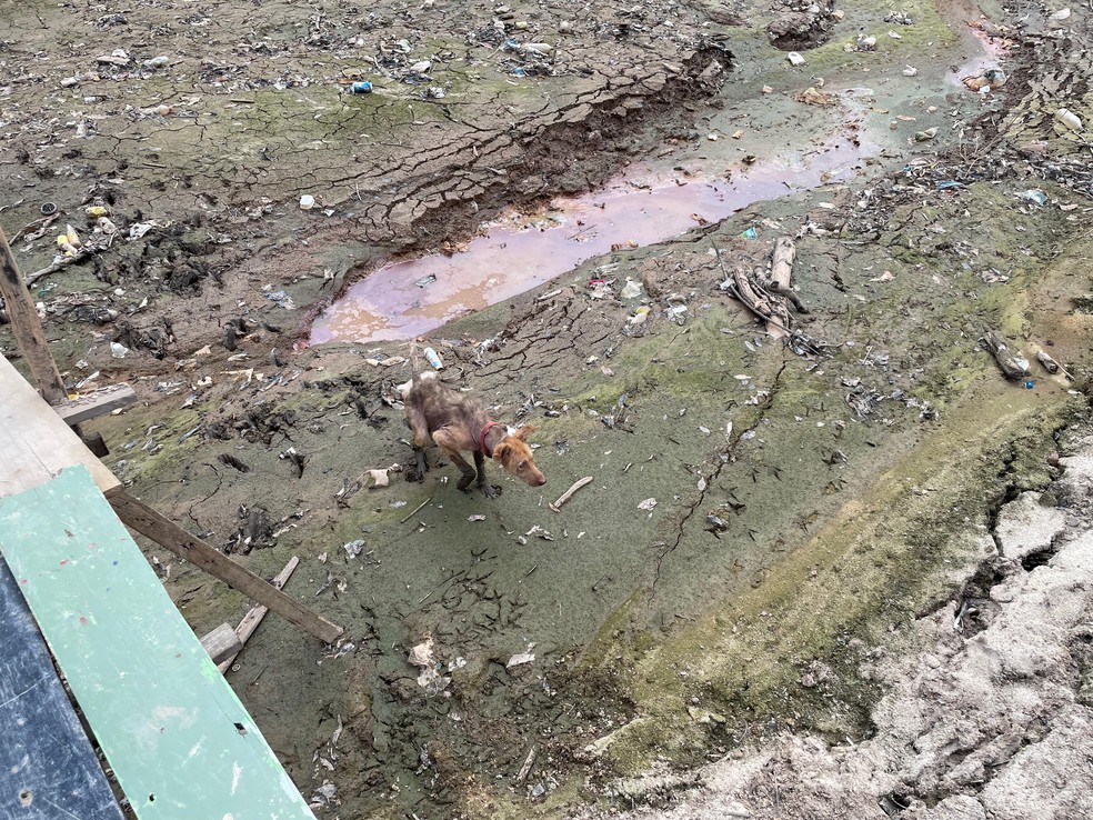 Cachorro tenta atravessar mar de lama onde antes havia um rio. — Foto: Matheus Castro/g1