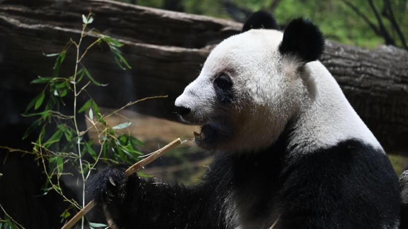 Como a China usa pandas e 'guerra de zona cinzenta' para aumentar pressão sobre o Japão