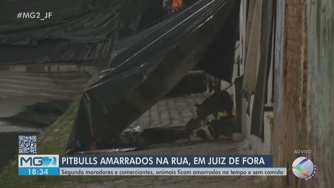 Cães ficam amarrados na região Central de Juiz de Fora
