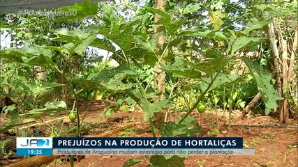 Fortes chuvas provocam prejuízos na produção de hortaliças no norte do Tocantins