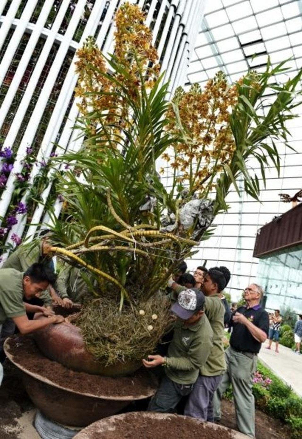 A orquídea-tigre possui hastes que chegam a 2 metros — Foto: BBC