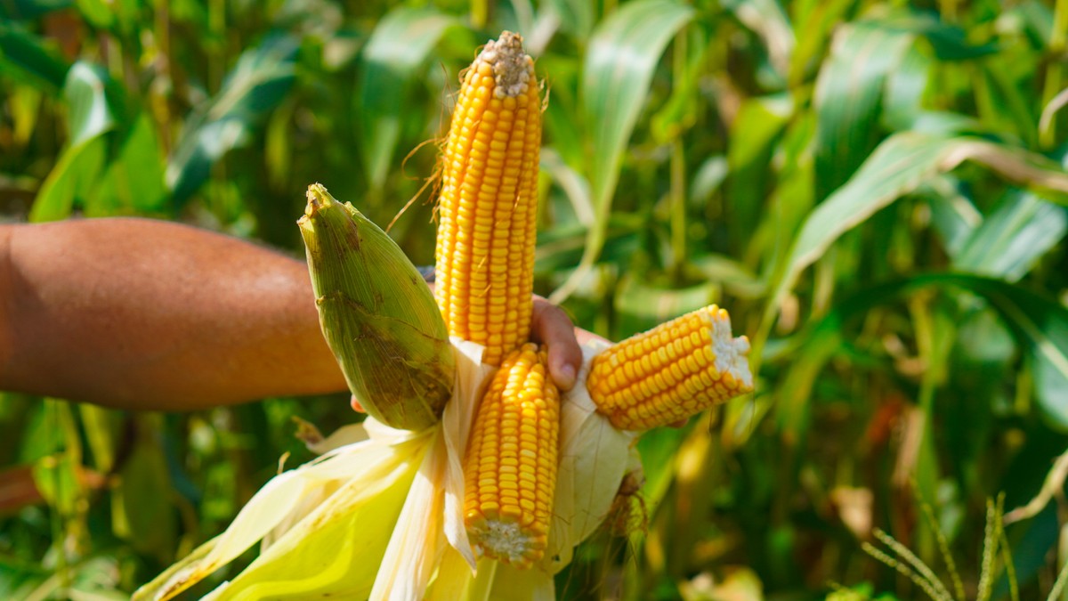 Macapá se prepara para fazer primeira exportação de grãos para a Guiana Francesa | Amapá