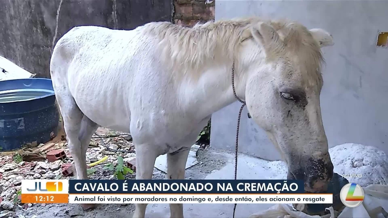 Cavalo ferido aguarda resgate há dois dias no bairro da Cremação, em Belém