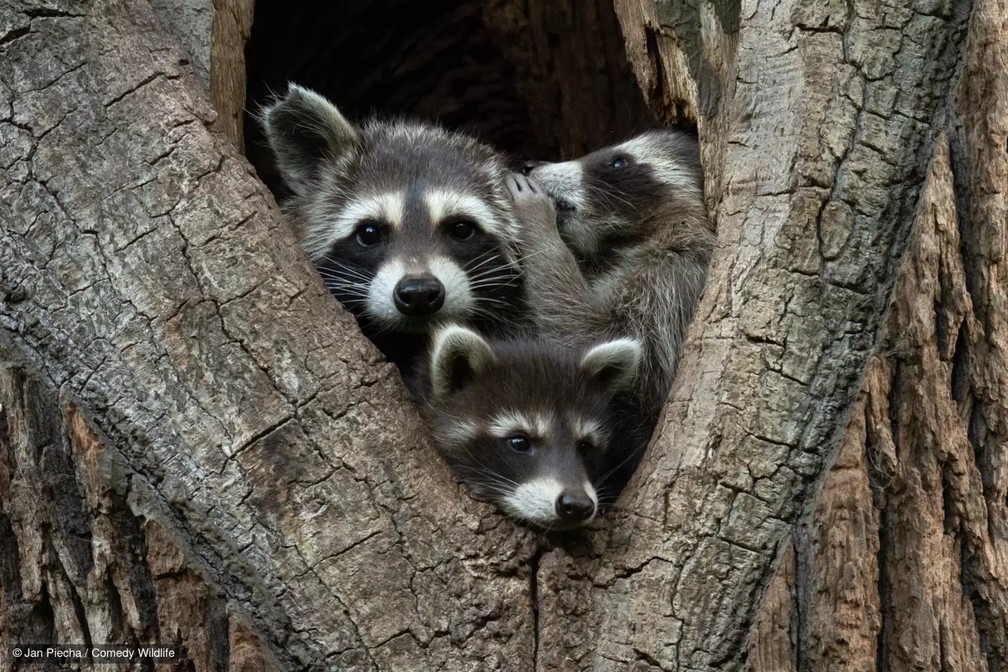 Grupo de guaxinins fofocando. — Foto: Jean Piecha/Comedy Wildlife