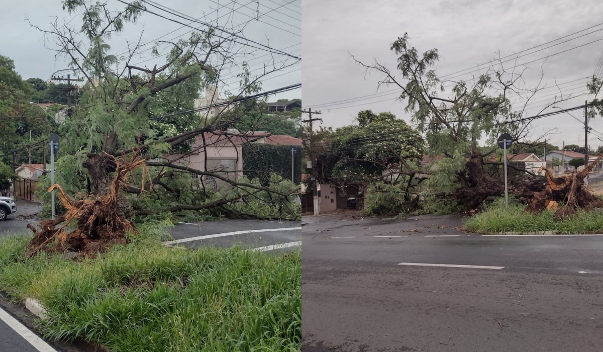 Chuvas causam quedas de ao menos 13 árvores e derrubam muro em Campinas