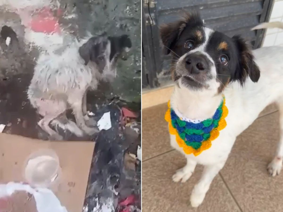 Cachorro resgatado com catarata e depressão volta a enxergar após cirurgia: 'Descobriu o mundo'