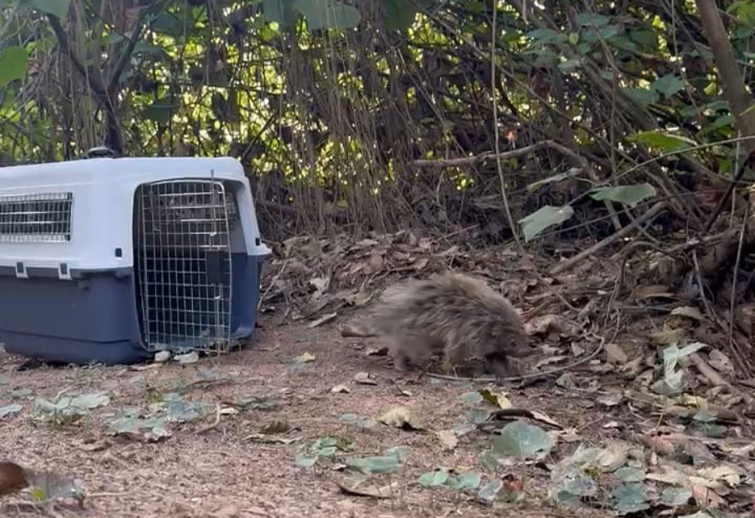 Ouriço adulto é resgatado e devolvido à natureza em Volta Redonda 