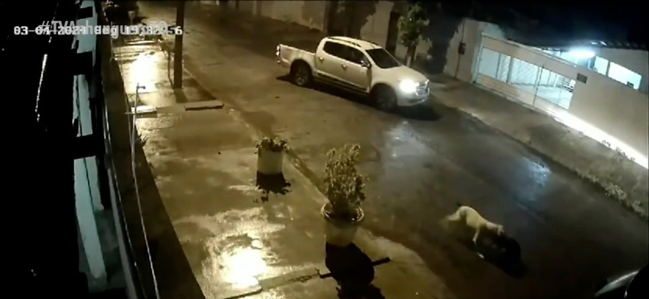 Vídeo mostra cachorro fugindo de casa e atacando outros animais em rua