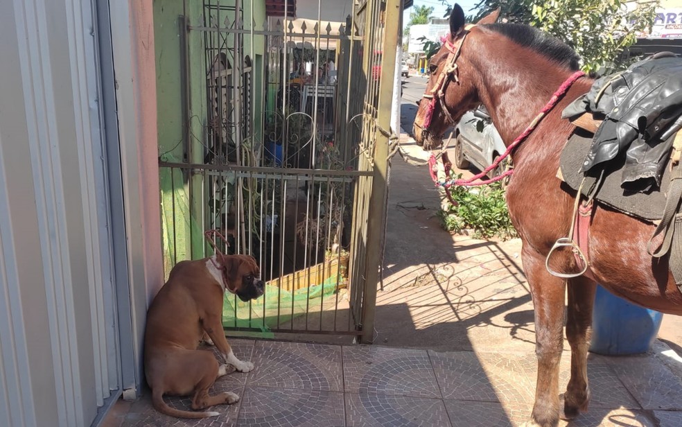 Polícia investiga maus-tratos contra cavalos em chá revelação; vídeo, Goiás