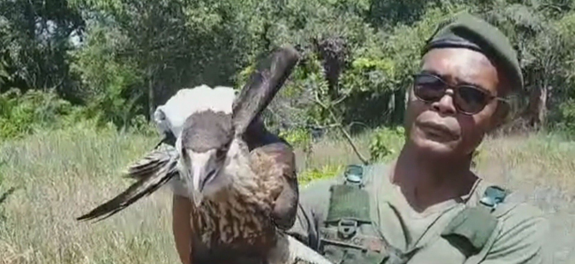 Guardas municipais devolvem gaviões, urubu e jiboia resgatados em risco para o meio ambiente