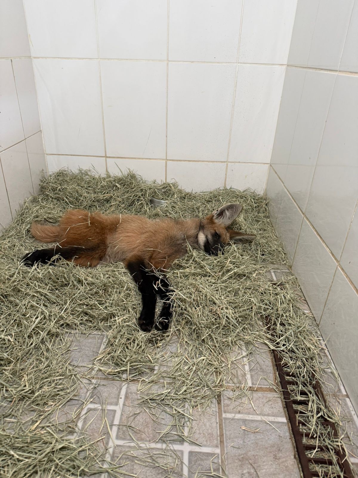 Lobo-guará é atropelado e resgatado pelos Bombeiros sem conseguir andar em Juiz de Fora