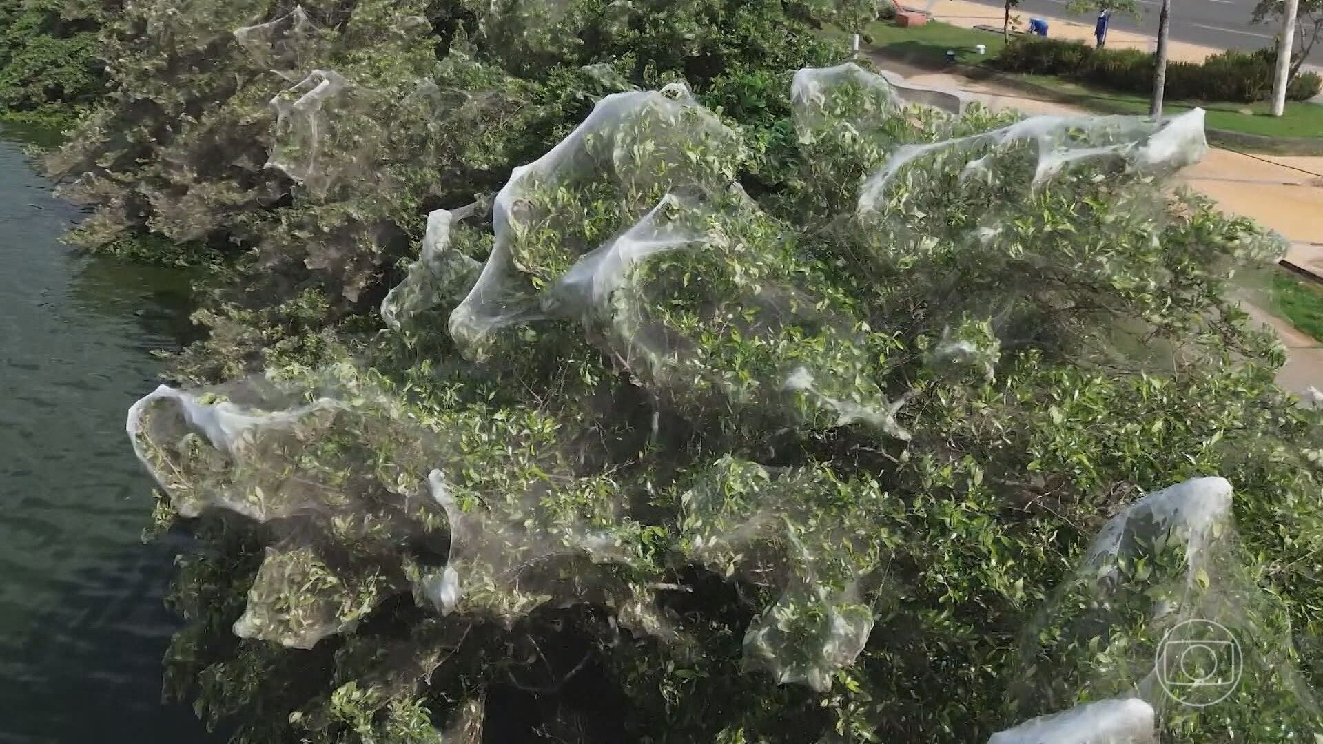 Milhões de aranhas se multiplicam em um dos pontos turísticos de São Luís (MA)