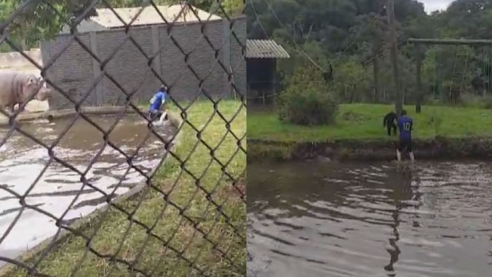 VÍDEO: Homem invade ilha de macacos e lago de hipopótamos em zoológico de Curitiba