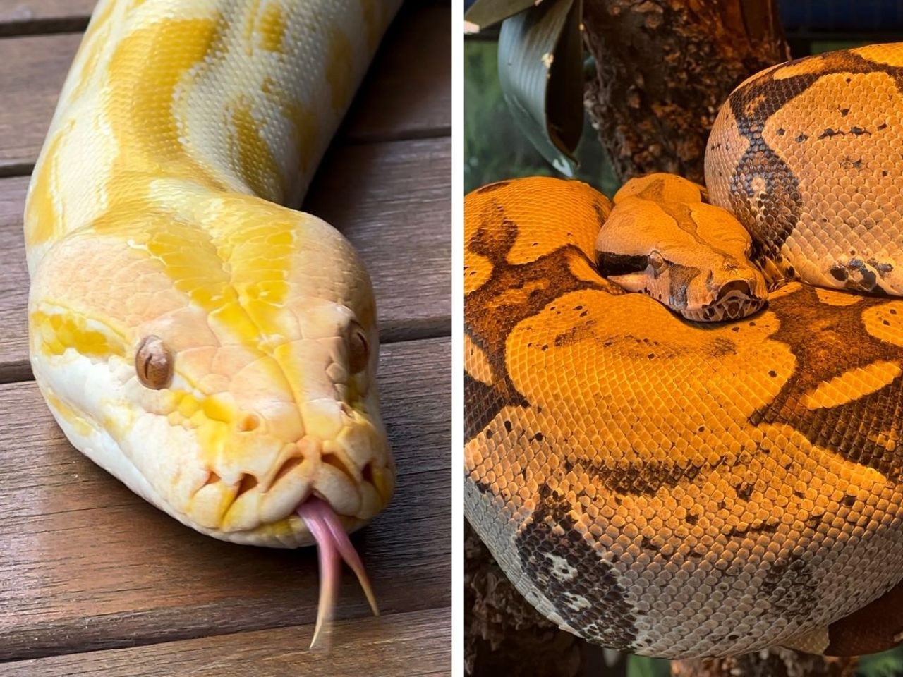 As cobras salvas de circo que se tornaram estrelas do maior aquário de água doce do mundo