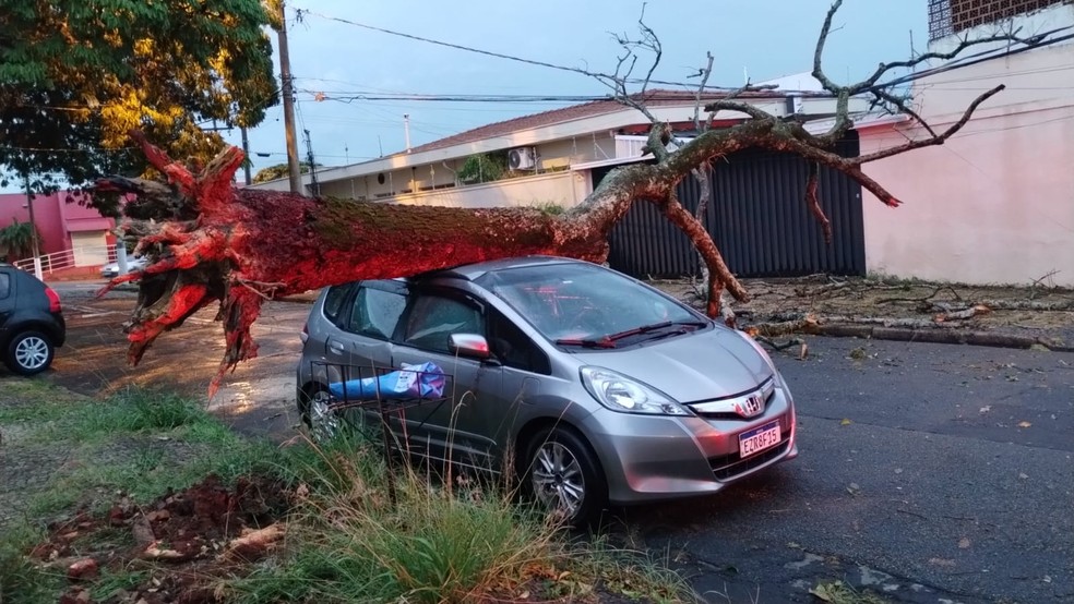 Árvore caiu sobre carro parado na Rua João Mascarenhas Neves durante temporal em Campinas (SP) na tarde desta quarta-feira (4); não houve vítimas — Foto: Defesa Civil/Divulgação