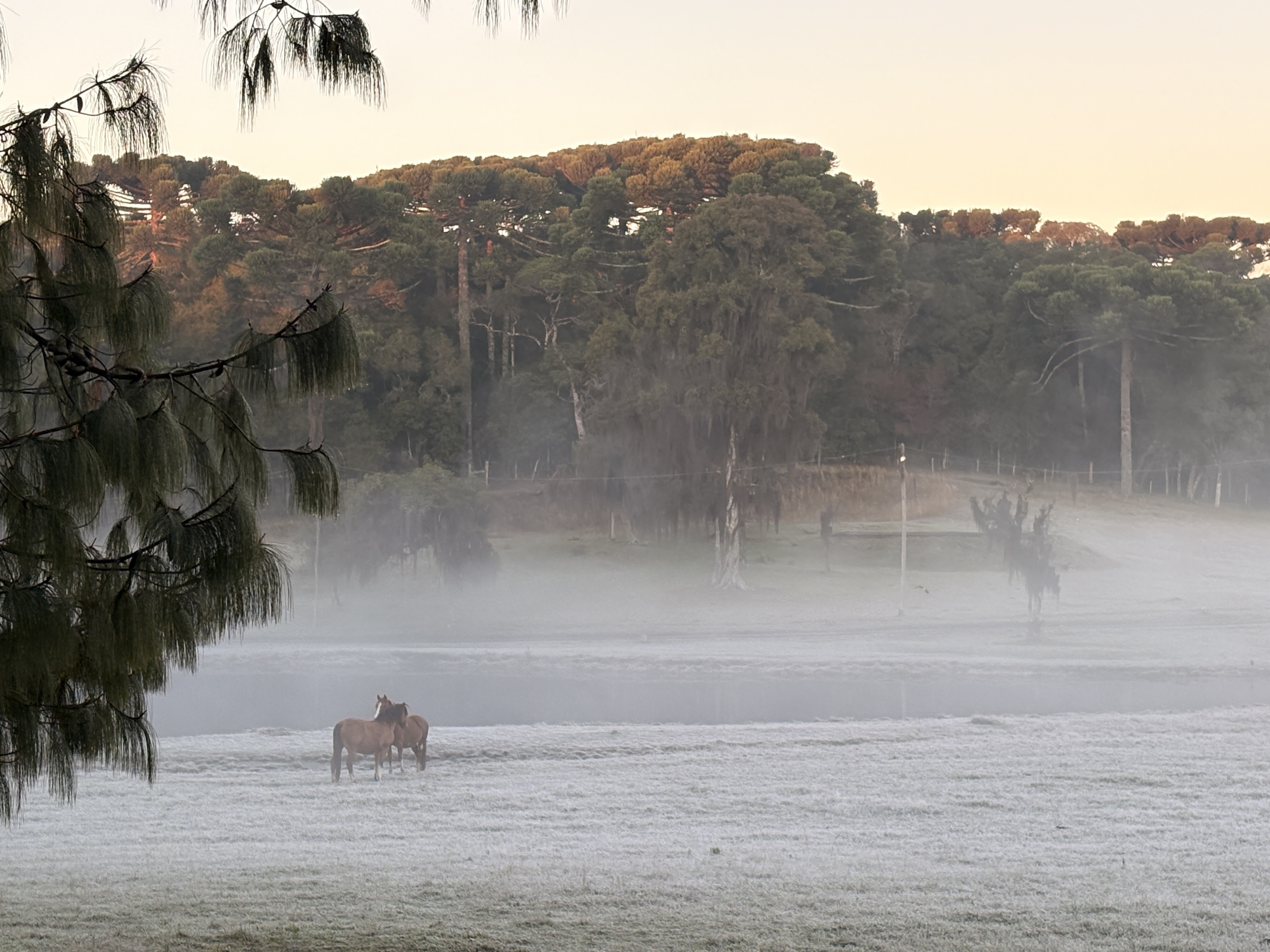 E o inverno nem chegou... Gramado tem manhã de geada, neblina e (muito!) frio; veja imagens