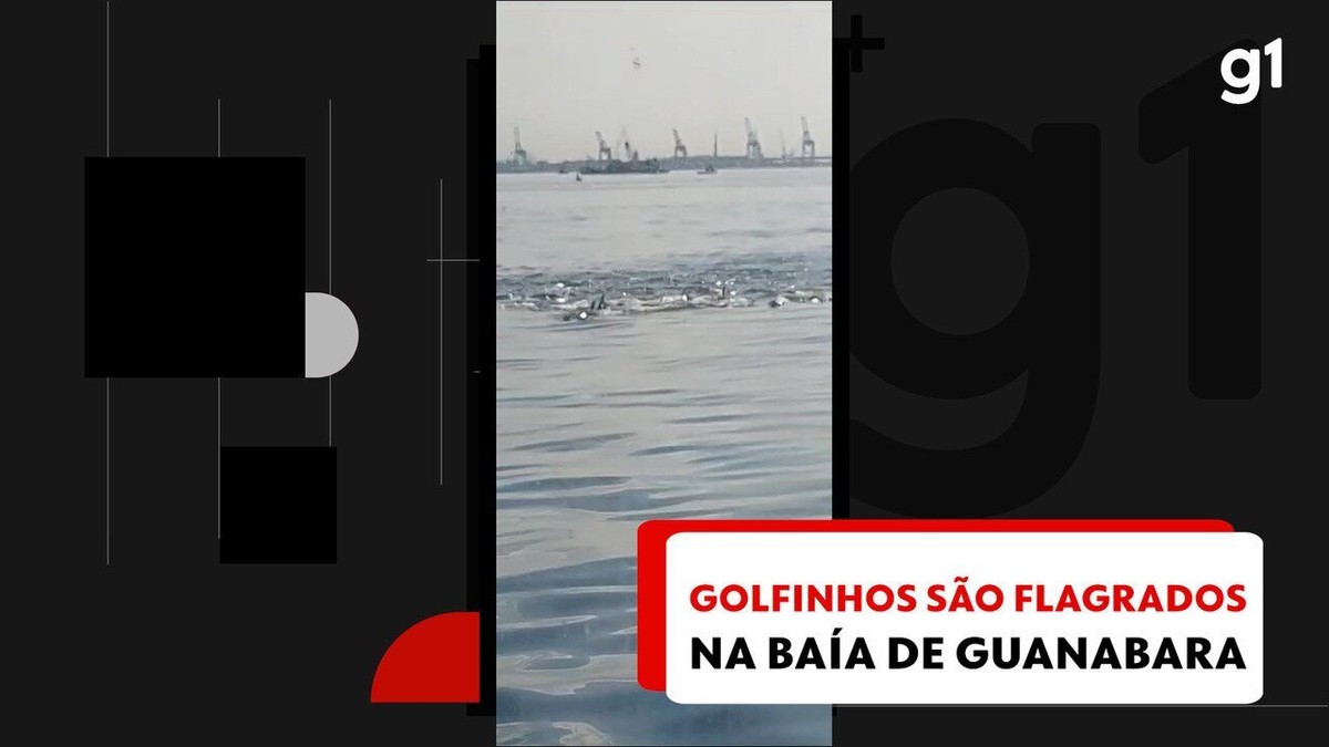 Grupo de golfinhos é flagrado na Baía de Guanabara; vídeo