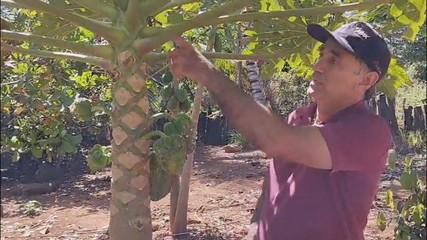 Produtor rural pede ajuda para descobrir o que está acontecendo com seu pé de mamão