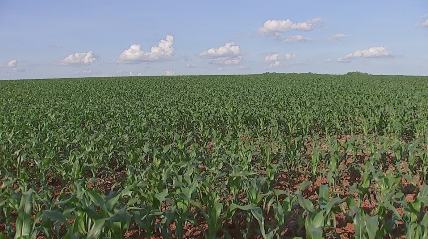 Guapiara tem o terceiro maior PIB agrícola do estado de SP, aponta IBGE