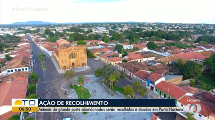 Animais de grande porte abandonados em Porto Nacional devem ser recolhidos e doados