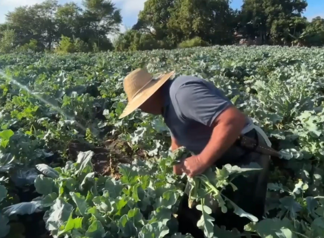 Produtor de Mogi das Cruzes aposta no brócolis como principal cultivo no outono e inverno